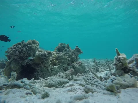 Fish seen underwater in the maldives Stock Footage 138895877