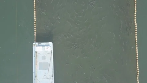 Fish in the seine. Boat and float lines. Flight from above Stock Footage 96039485