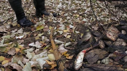 Fish in a seine Stock Footage 81430777