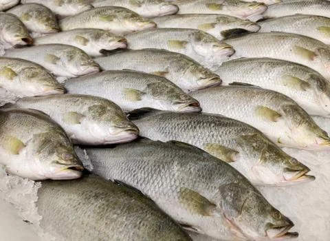 Fish for sell Stock Photos