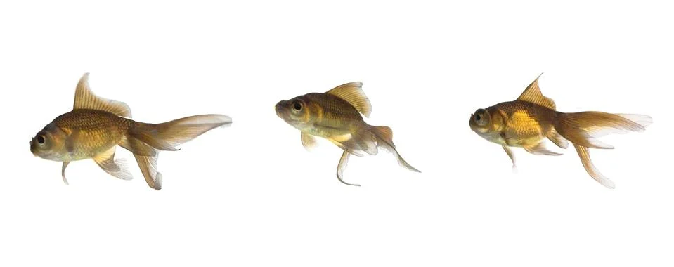 Fish sequence Stock Photos