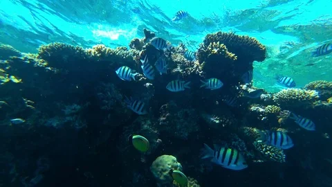 Fish sergeant and coral Stock Footage 83806836