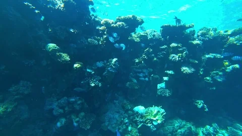 Fish sergeant and coral Stock Footage 83806954