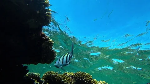 Fish sergeant and coral reef in the red sea Video stock 83209382