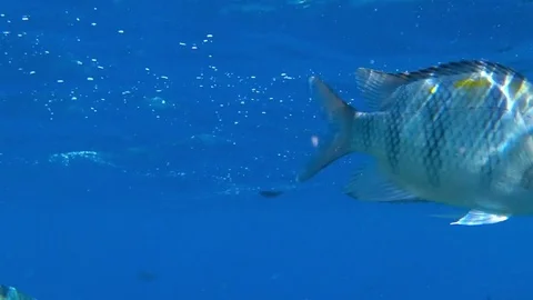 Fish sergeant and the sea Stock-Footage 83992781