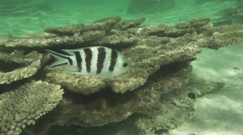 FISH SERGENT MAJOR Stock Footage 32273254