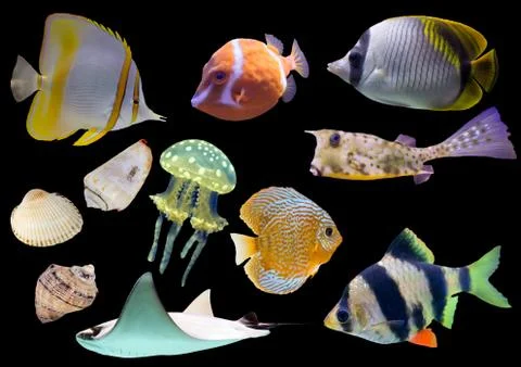 Fish set black Stock Photos