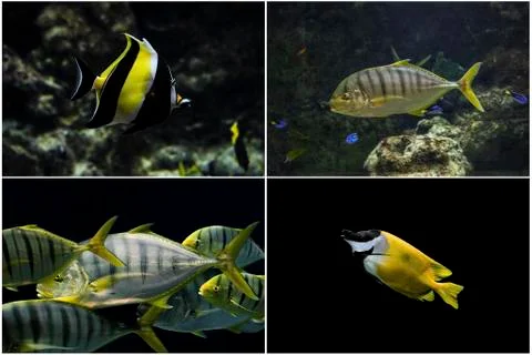 Fish set Stock Photos