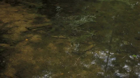 Fish in shallow lake Stock Footage 954496