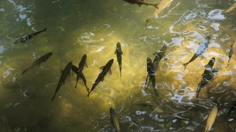 Fish in shallow river water warm feeling Stock Footage 90333036