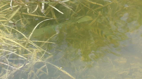 Fish in shallow water 4K Stock Footage 48916154
