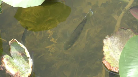 Fish in shallow water 4K Stock Footage 48948613