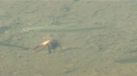 Fish in shallow water Stock Footage 9116819