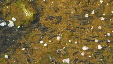 Fish in Shallow Water 動画素材 111044438