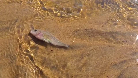 Fish on the shallows. Stock Footage 194033492