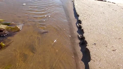 Fish on the shallows. Stock Footage 194033505