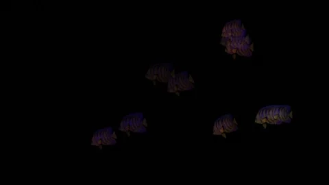 Fish  shape background animation stock footage Stock Footage 96070666