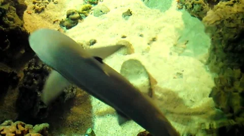 Fish Shark Stock-Footage 8690346