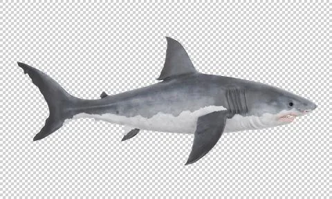 Fish shark on a transparent background. Stock Illustration