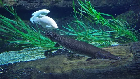 Fish Shell pike in the aquarium Stock Footage 121032381