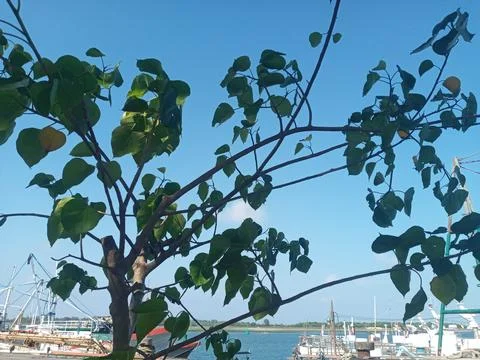 Fish Ship Fotos de archivo