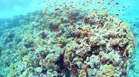 Fish Shoal 動画素材 10596361