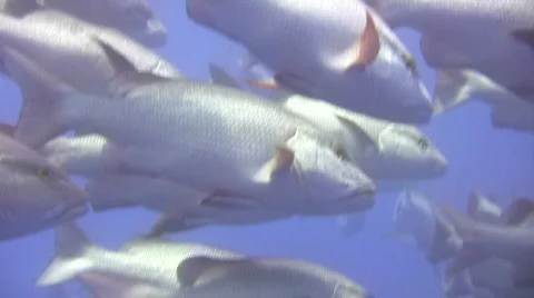 Fish Shoal of Jacks Stock-Footage 193926