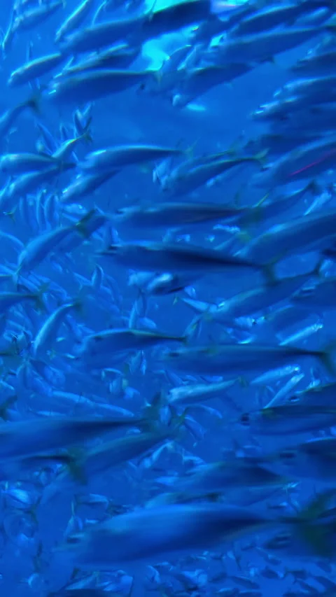 Fish shoal living on deep ocean abyss water ecosystem, wildlife underwater. 4k Video stock 345223997