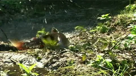 Fish on the shore Stock Footage
