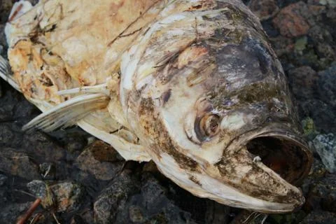 Fish on the shore Stock-Fotos
