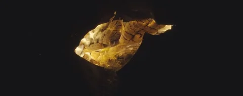 A fish is shown in a dark background with a yellowish glow Stock Footage 296095860