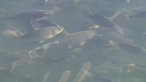 The fish is sick with saprolegnosis. Video stock 104008363