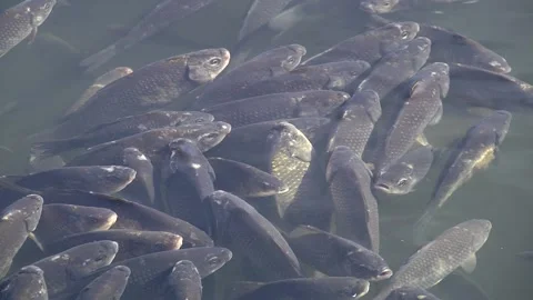 The fish is sick with saprolegnosis Stock Footage 104008507