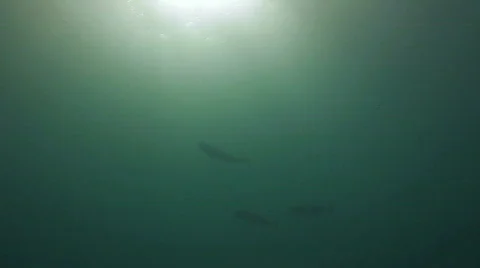 Fish Silhouette HD Stock Footage 398636