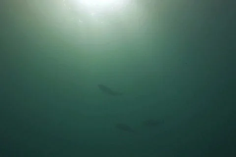 Fish Silhouette NTSC Stock Footage 398729