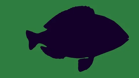 A fish silhouetted on green screen and against animated chromakey background Video stock 335065277