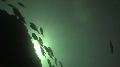 Fish Silouette Video stock 158248