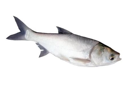 The fish silver carp. Foto stock