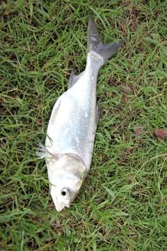 The fish silver carp. Stock Photos