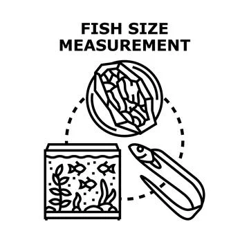 Fish size measuring seafood preparation and aquarium aquaculture Stock Illustration