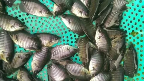 Fish the Size of a Thumb Finger Stock Footage 230075972