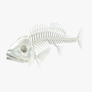 3D Model: Fish Skeleton ~ Buy Now #90607801