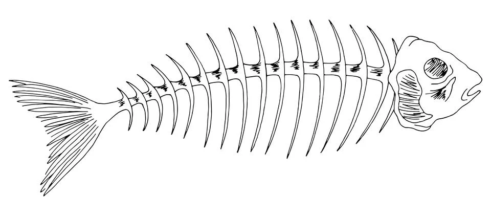 Fish skeleton bone graphic black white isolated sketch illustration vector Stock Illustration