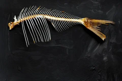 Fish skeleton on a dark background. Stock Photos