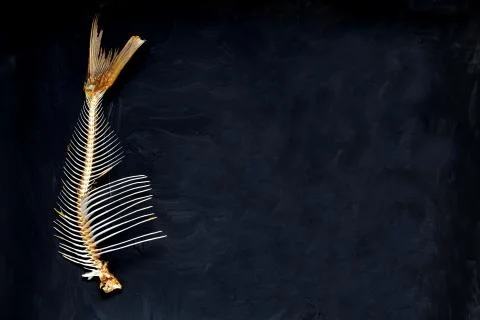 Fish skeleton on a dark background. 写真素材