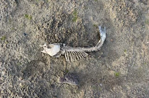 Fish skeleton decaying on dry riverbed Stock Photos