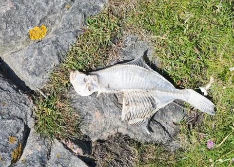 Fish skeleton of a halibut Stock Photos