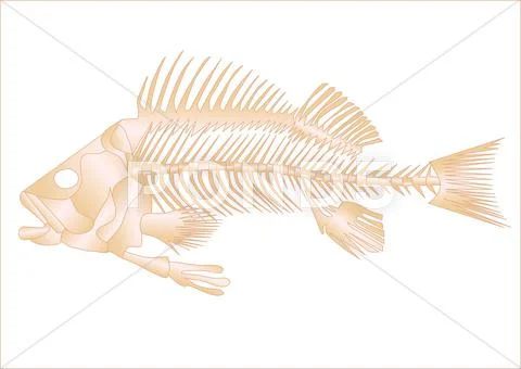 Fish skeleton Stock Illustration