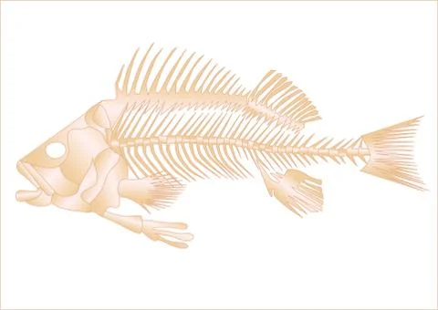 Fish skeleton Stock Illustration