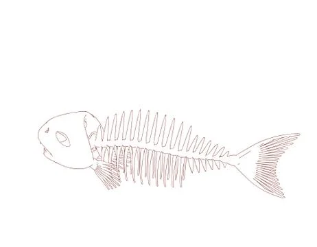 Fish skeleton. Isolated on white background. Vector outline illustration. 库存插图